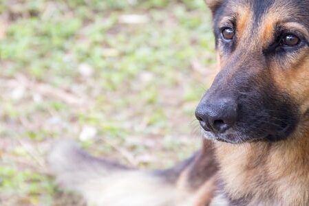 service dog laying on ground