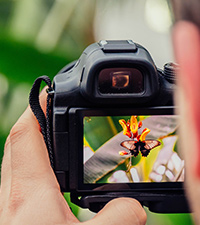 man taking a nature photo