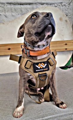 Kimber-Warriors-Heart-K9-program- Warriors Heart is an addiction and PTSD treatment center for active military, veterans, and first responders. Contact us today at (844) 448-2567.