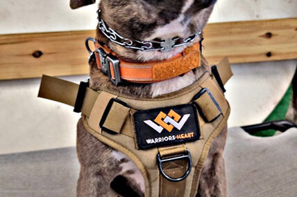 K9 Kimber - Warriors Heart - Addiction and PTSD