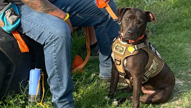 Warriors Heart - Through Their Eyes - K9 - Service and Saving Lives - Warriors Heart is an addiction and PTSD treatment center for active military, veterans, and first responders. Contact us today at (844) 448-2567.