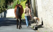 dogs and horses in recovery