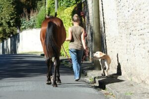 dogs and horses in recovery
