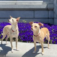 wendy rivera warrior