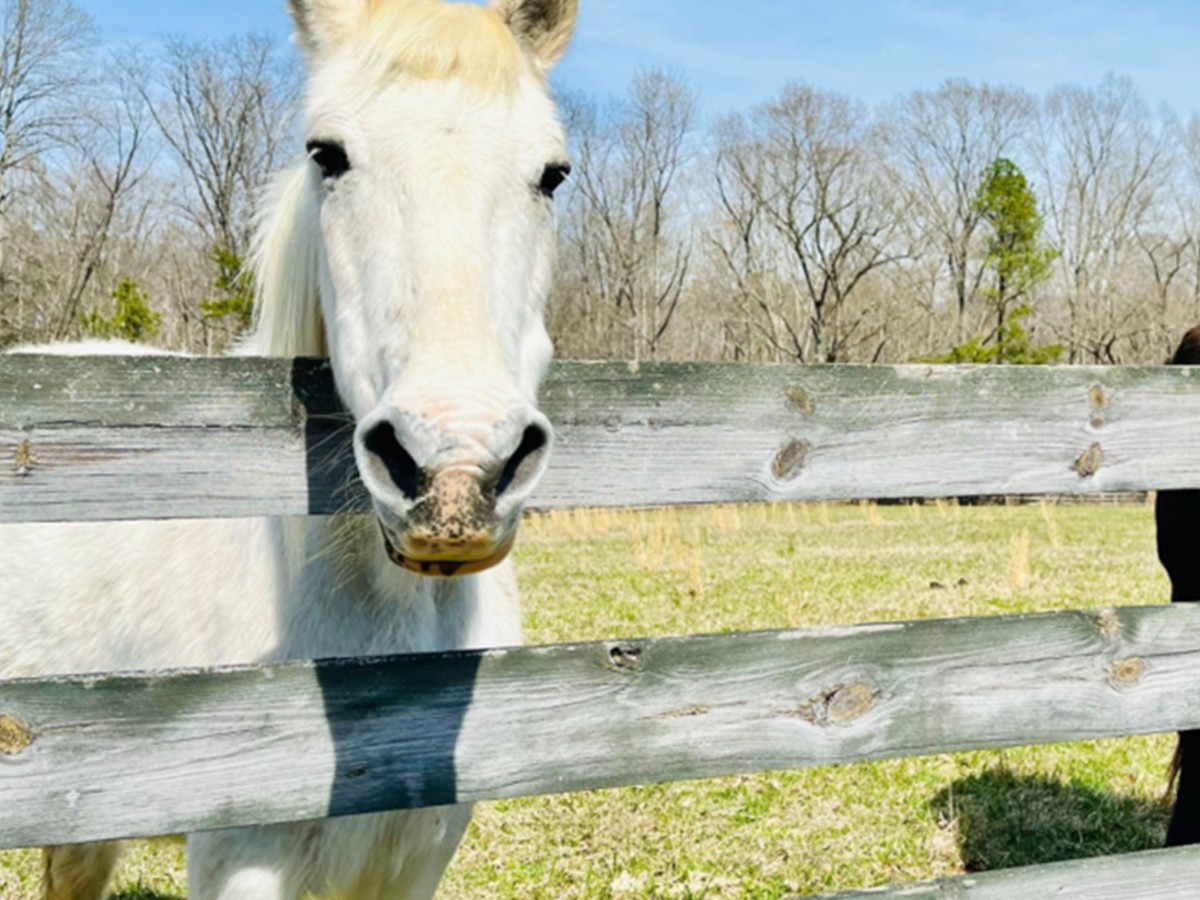 warriors heart equine therapy