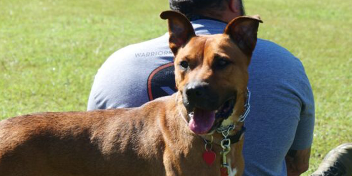 K9 therapy dog for Warriors Heart